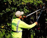 Tree Trimming | Land Maintenance Service