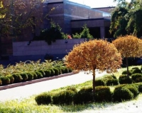 Landscape & Lawn Maintenance