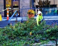 Tree Trimming & Maintenance Service