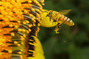 Attracting Pollinators