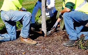 Grounds maintenance operative jobs
