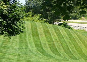 New Lawn Installation Services